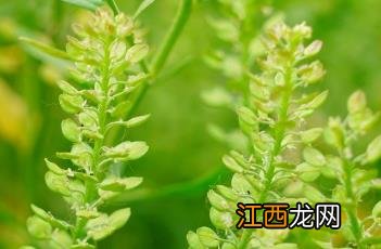 独行菜 独行菜图片大全