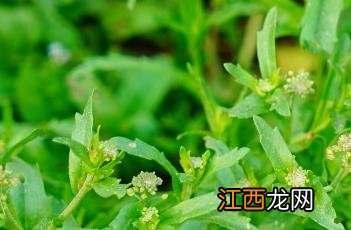 独行菜 独行菜图片大全