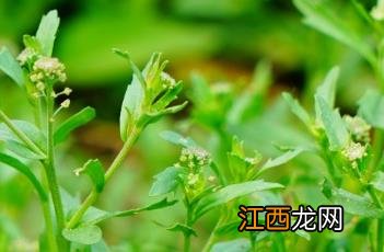 独行菜 独行菜图片大全