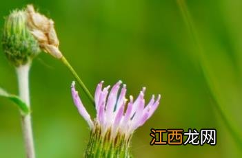 刺儿菜的功效与作用及禁忌 刺儿菜