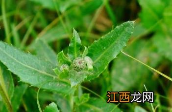 刺儿菜的功效与作用及禁忌 刺儿菜