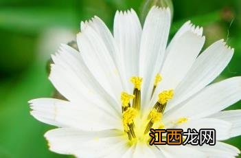 小苦荬 抱茎小苦荬