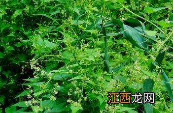 盒子草多少钱一斤 盒子草