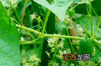 盒子草多少钱一斤 盒子草