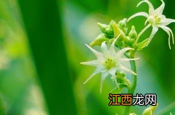 盒子草多少钱一斤 盒子草