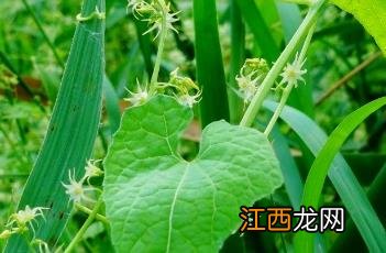 盒子草多少钱一斤 盒子草