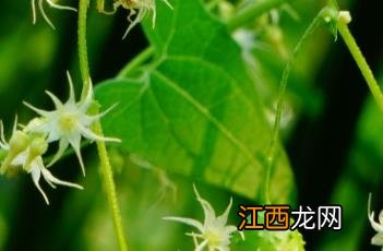 盒子草多少钱一斤 盒子草