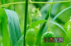 盒子草多少钱一斤 盒子草