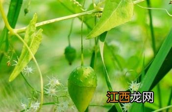 盒子草多少钱一斤 盒子草