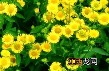 旋覆花代赭石汤 旋覆花