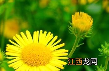 旋覆花代赭石汤 旋覆花