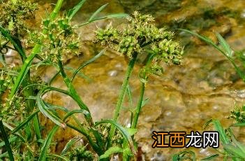 中华水芹 中华水芹的药用功效