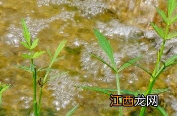 中华水芹 中华水芹的药用功效