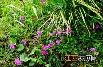 蓝花棘豆 蓝花棘豆功效