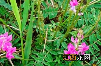 蓝花棘豆 蓝花棘豆功效