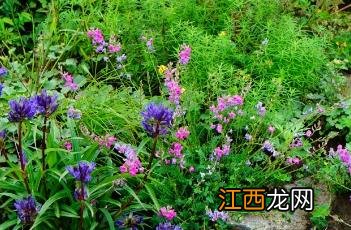 蓝花棘豆 蓝花棘豆功效