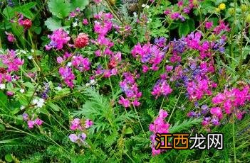 蓝花棘豆 蓝花棘豆功效