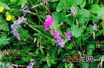 蓝花棘豆 蓝花棘豆功效