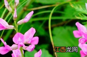 蓝花棘豆 蓝花棘豆功效