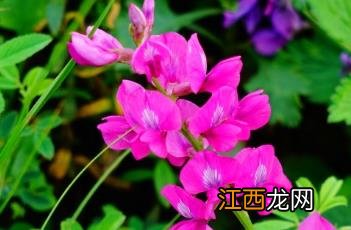 蓝花棘豆 蓝花棘豆功效