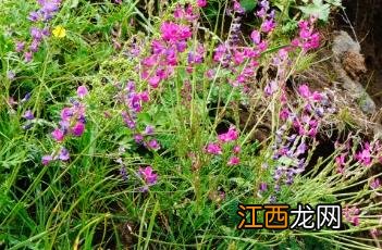 蓝花棘豆 蓝花棘豆功效