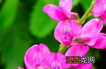 蓝花棘豆 蓝花棘豆功效