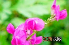 蓝花棘豆 蓝花棘豆功效