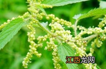 狭叶荨麻 狭叶荨麻的功效与作用