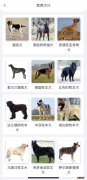 江阴禁止个人饲养的犬类名单一览表最新 江阴禁止个人饲养的犬类名单一览