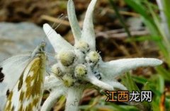 绢绒火绒草 绢茸火绒草