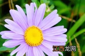 翠菊 翠菊种子什么时候播种