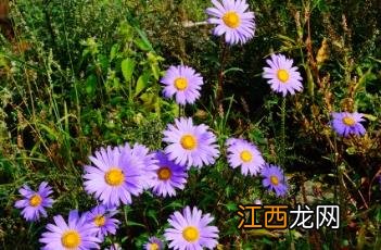 翠菊 翠菊种子什么时候播种