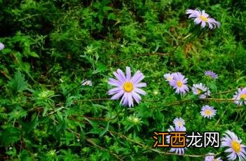 翠菊 翠菊种子什么时候播种