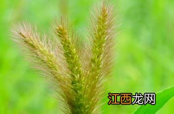 狗尾草 狗尾草烟花