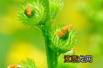 龙芽草 野生龙芽草图片