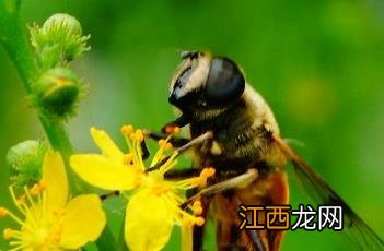 龙芽草 野生龙芽草图片