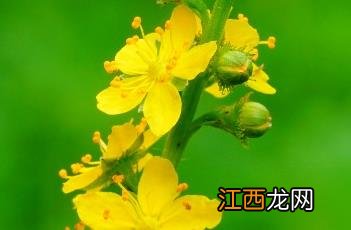 龙芽草 野生龙芽草图片