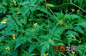 婆婆针和鬼针草区别图 婆婆针