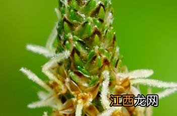 长叶车前草和车前草的区别 长叶车前