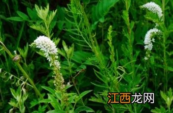 虎尾草 虎尾草图片