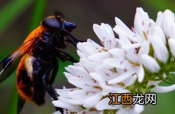 虎尾草 虎尾草图片