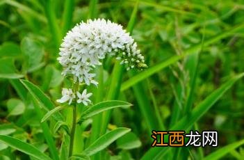 虎尾草 虎尾草图片