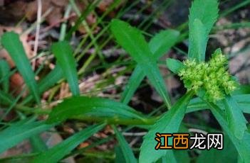 费菜图片 费菜