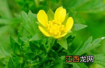 朝天委陵菜图片 朝天委陵菜