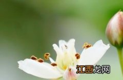 花蔺科用什么除草剂 花蔺科