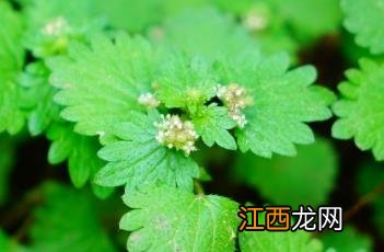 毛花点草用法用量 毛花点草