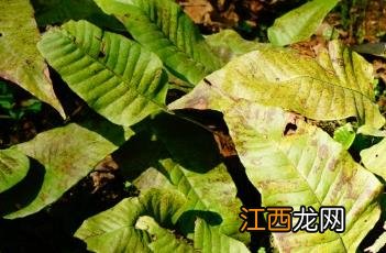 盾蕨图片 盾蕨