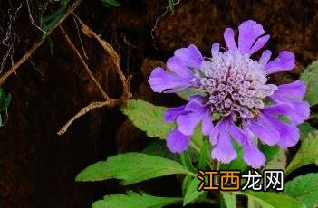 大花蓝盆花 大花蓝盆花图片