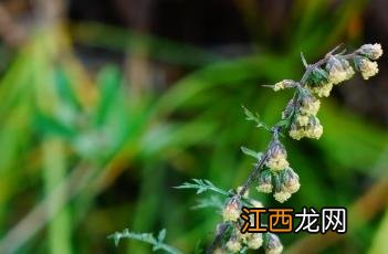 黄花蒿和青蒿的区别 黄花蒿