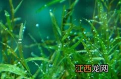 微齿眼子菜的用处 微齿眼子菜